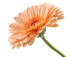 Beautiful calendula flower in soft peach hues showcases its delicate petals and vibrant center, radiating warmth and charm png