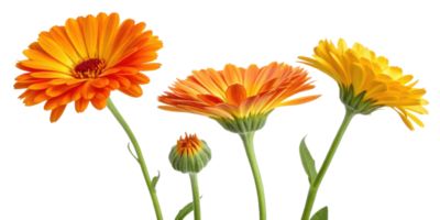 Bright calendula flowers in vibrant orange and yellow hues showcase their beauty and charm, perfect for adding cheerful touch to any setting png