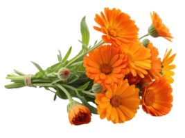 Bright and vibrant calendula flowers create stunning bouquet that brings joy and warmth to any setting png