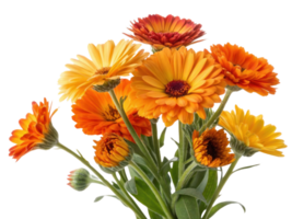 Bright and vibrant calendula flowers in shades of orange and yellow create stunning bouquet that brings joy and warmth to any setting png