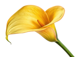 Stunning calla lily flower in vibrant yellow showcases its elegant curves and delicate petals, perfect for adding beauty to any setting png