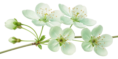 Delicate cherry blossom flowers bloom gracefully, showcasing their soft white petals and vibrant green leaves, creating serene atmosphere png