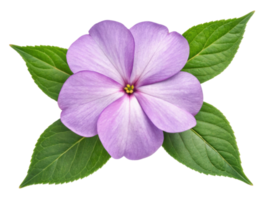 Beautiful impatiens flower with delicate lavender petals and vibrant green leaves creates stunning visual display in any garden png