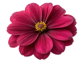 Vibrant impatiens flower showcases rich hues and delicate petals, creating stunning visual appeal in any garden setting png