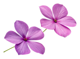 Beautiful impatiens flowers bloom in vibrant shades of pink, showcasing their delicate petals and adding charm to any garden png