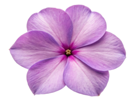 Beautiful impatiens flower showcases delicate petals in shades of purple, radiating charm and elegance in any garden setting png