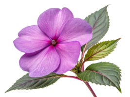 Beautiful impatiens flower showcases vibrant purple petals and lush green leaves, adding touch of elegance to any garden or arrangement png