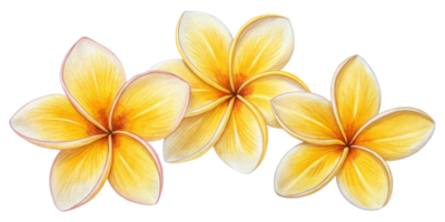 Three beautiful plumeria flowers in vibrant yellow hues create cheerful and tropical atmosphere. Their delicate petals radiate warmth and joy png
