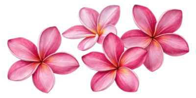 Beautiful plumeria flowers bloom in shades of pink, showcasing their delicate petals and vibrant colors png