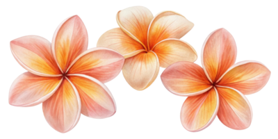 Beautiful plumeria flowers soft shades of pink and orange create serene and tropical atmosphere. Their delicate petals evoke sense of peace png