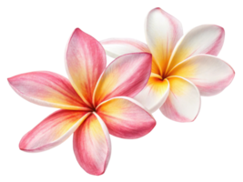 Beautiful plumeria flowers showcase vibrant colors and delicate petals, creating serene and joyful atmosphere png