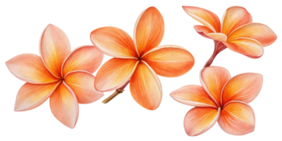 Plumeria flowers bloom in vibrant shades of orange and pink, creating stunning display of natural beauty and elegance png