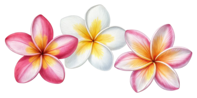 Beautiful plumeria flowers in vibrant colors showcase their delicate petals and stunning patterns, creating serene and joyful atmosphere png