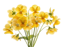 Bright and cheerful violets bloom in stunning display of yellow flowers, bringing joy and beauty to any setting png