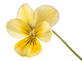 Beautiful violet flower with delicate yellow petals and subtle purple edges showcases nature elegance and charm png