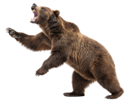 potente orso sta nel dinamico posa, in mostra suo forza e selvaggio natura nel mercato ambientazione png