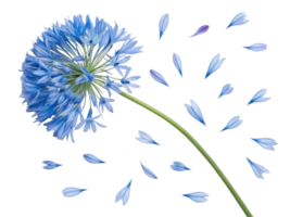 Beautiful allium flower with delicate blue petals gracefully falling against transparency background, creating serene and captivating scene png