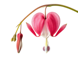 Beautiful flower with heart like shape, bleeding heart captivates with its vibrant pink petals and delicate structure, symbolizing love png