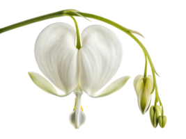 Beautiful white flower resembling heart, symbolizing love and emotion, with delicate petals and buds, creating serene atmosphere png