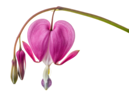 Beautiful flower with heart shape, symbolizing love and emotion, captures essence of nature artistry and beauty png