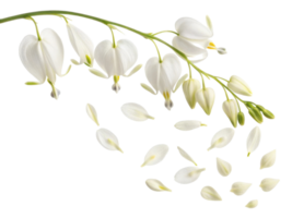hermosa arreglo de blanco flores con delicado pétalos cascada abajo, evocando sentido de paz y tranquilidad, me gusta sangrado corazón en floración png