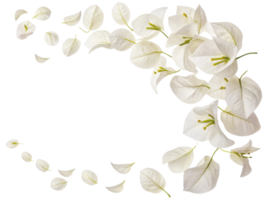 Bougainvillea flowers create stunning display with their delicate white petals gracefully floating in air, evoking sense of tranquility and beauty png