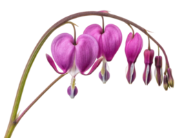 Beautiful flower with heart shaped petals, symbolizing love and emotion, creates stunning visual of nature artistry png