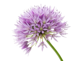 Beautiful allium flower with delicate purple petals showcases nature elegance and charm in stunning display of color and form png