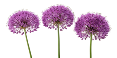 Allium flowers bloom in vibrant purple clusters creating stunning display of nature beauty and elegance png