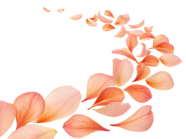 Soft pink petals gracefully float in delicate swirl creating serene and calming atmosphere. beauty of nature is captured in this elegant display png