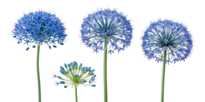 Allium flowers bloom in stunning blue hues showcasing their unique spherical shapes and delicate petals, creating captivating floral display png