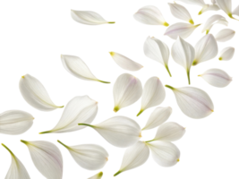 Delicate allium flower petals gracefully scatter across transparency background creating serene and elegant atmosphere png