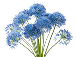 Beautiful allium flowers bloom in vibrant blue hues creating stunning floral display that captivates senses png