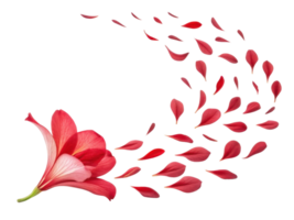 Vibrant canna flower gracefully releases its delicate petals, creating beautiful display of nature elegance and charm png