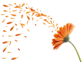 Vibrant orange flower with petals gracefully drifting away creates beautiful scene of nature elegance and tranquility png
