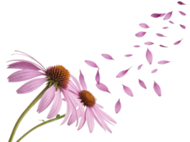 Charming chinacea flowers bloom gracefully as delicate petals drift away in gentle breeze, creating serene and beautiful scene png
