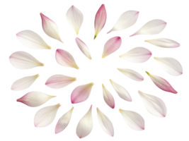 Delicate petals create beautiful arrangement resembling flower, showcasing soft colors and natural elegance png