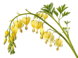 Delicate yellow flowers bloom gracefully, resembling bleeding heart, creating beautiful display of nature artistry png