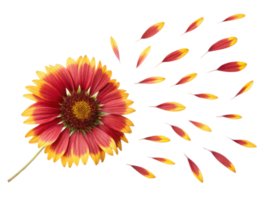 Vibrant gaillardia flower showcases its stunning petals in beautiful display of color and nature artistry png