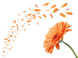 Vibrant gerbera daisy flower showcases its beauty as petals gracefully drift away, creating sense of movement and joy png