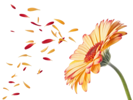 Vibrant gerbera daisy flower showcases its stunning petals beautiful display of color and elegance. petals gently fall, creating serene atmosphere png