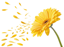 Vibrant gerbera daisy flower showcases its bright yellow petals, creating beautiful display as some petals gently drift away png