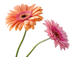 Beautiful gerbera daisies in vibrant orange and pink hues showcase their delicate petals, bringing joy and color to any setting png