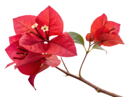 Bougainvillea flowers bloom vibrantly with their striking red petals creating stunning display of nature beauty png