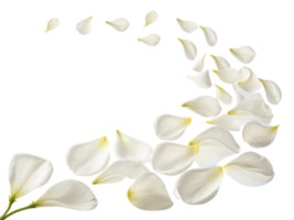 Delicate gloxinia flower petals gracefully swirl in beautiful pattern, creating serene and calming atmosphere png