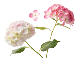 Beautiful hydrangea flowers in white and pink showcase their delicate petals and vibrant colors, creating stunning floral display png