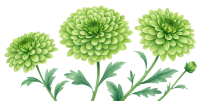 Charming green flowers bloom vibrantly, showcasing their intricate petals and lush leaves, creating serene and refreshing atmosphere png