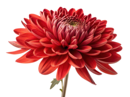 Vibrant chinacea flower blooms with striking red petals showcasing intricate layers and captivating beauty that brightens any garden png