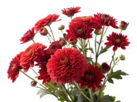 Beautiful red flowers bloom vibrantly in this stunning arrangement showcasing elegance of nature artistry. chinacea flower adds unique touch png