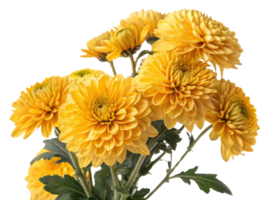 Bright yellow chrysanthemums bloom beautifully, showcasing their vibrant petals and lush green leaves, perfect for adding cheer to any space png